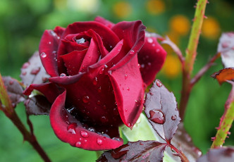 Картинка цветы розы размытость роза бордовая капли