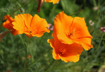 Картинка цветы эшшольция+ калифорнийский+мак лето макро эшшольция садовые флора растения