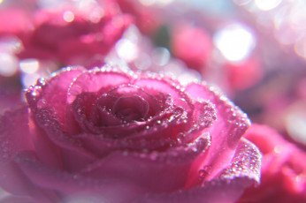 Картинка цветы розы роза розовый макро капли цветок