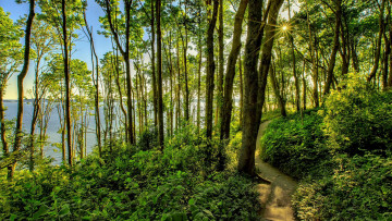 Картинка природа лес пейзаж деревья озеро тропинка