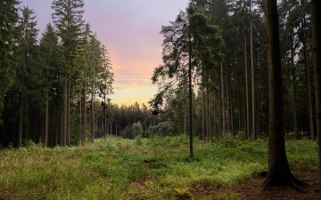 Картинка природа лес закат деревья
