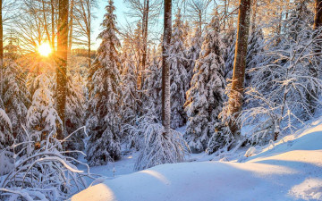 Картинка природа зима лес сугробы снег закат