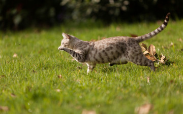 Картинка животные коты бег листва трава