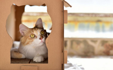 Картинка животные коты коробка морда