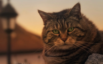 Картинка животные коты морда фонарь