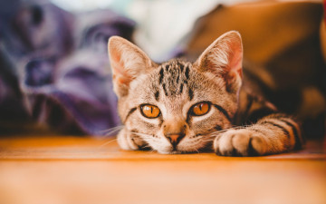 Картинка животные коты морда отдых