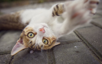 Картинка животные коты морда отдых бетон