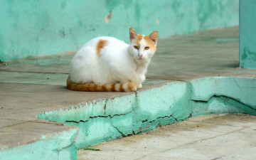 Картинка животные коты улица отдых ступень