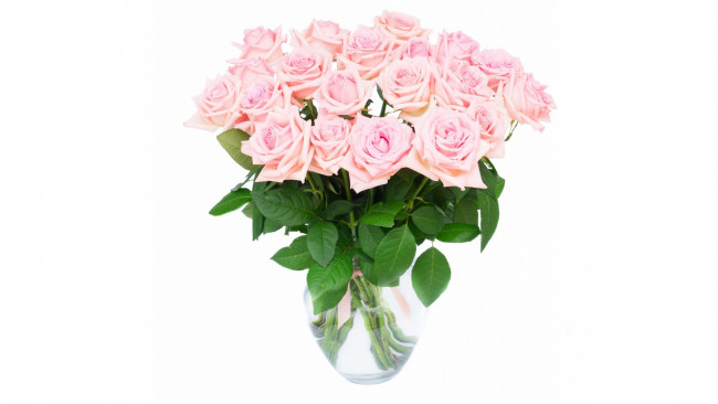 Обои картинки фото цветы, розы, белый, фон, розовый, цвет