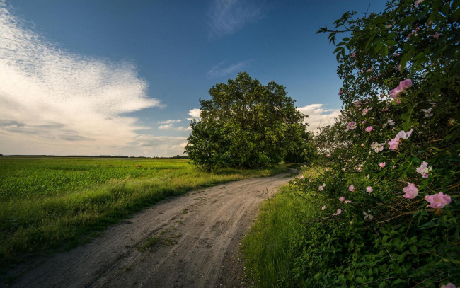 Обои картинки фото природа, дороги, дорога, деревья, поле, закат, пейзаж