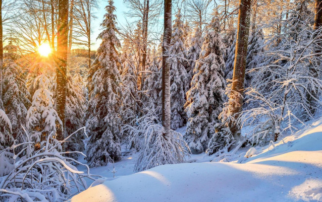 Обои картинки фото природа, зима, лес, сугробы, снег, закат