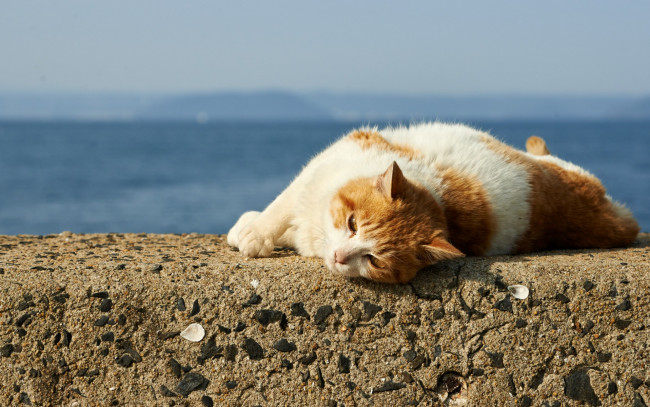 Обои картинки фото животные, коты, отдых, водоем, камень