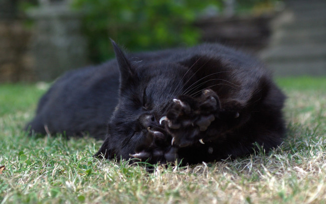 Обои картинки фото животные, коты, трава, сон, отдых, черный, цвет