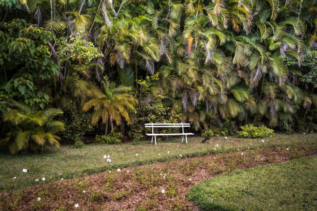 Обои картинки фото природа, парк, скамейка, растения, трава, пальмы, деревья