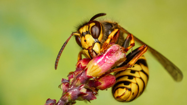 Обои картинки фото животные, пчелы,  осы,  шмели, оса, цветок