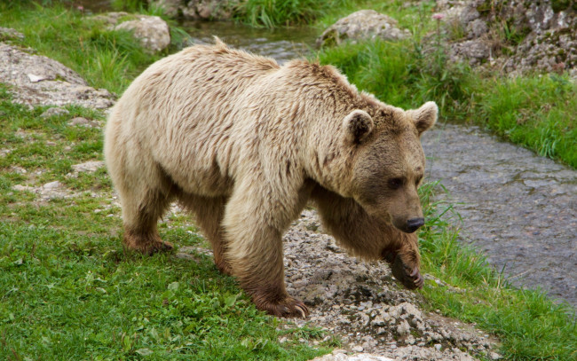 Обои картинки фото животные, медведи, медведь, ручей, трава, камни