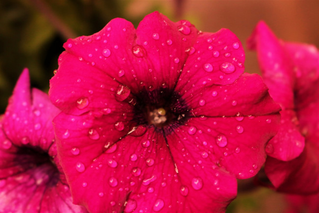 Обои картинки фото цветы, петунии,  калибрахоа, розовая, петуния, макро, капли