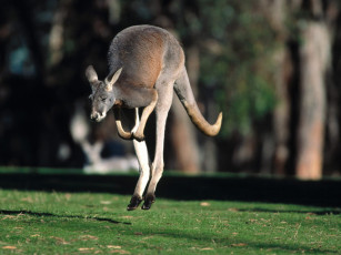 Картинка hop to it red kangaroo животные кенгуру