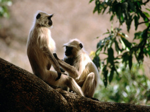 Картинка langur monkeys india животные обезьяны