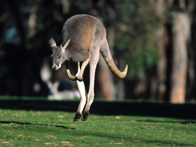 Обои картинки фото hop, to, it, red, kangaroo, животные, кенгуру