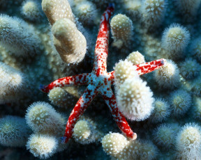 Картинка животные морские звёзды