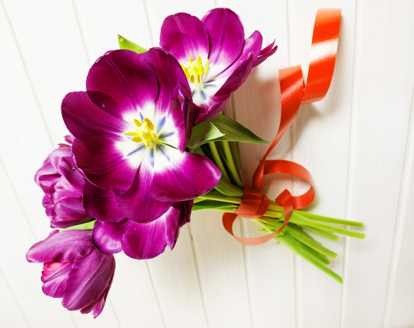 Обои картинки фото цветы, тюльпаны, ленточка