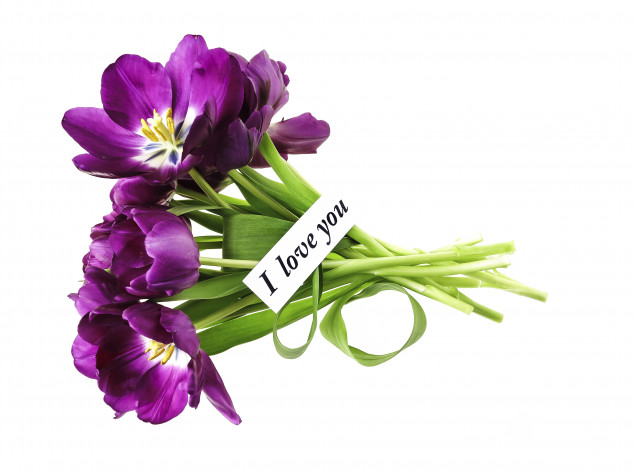 Обои картинки фото цветы, тюльпаны, сиреневый, признание, записка