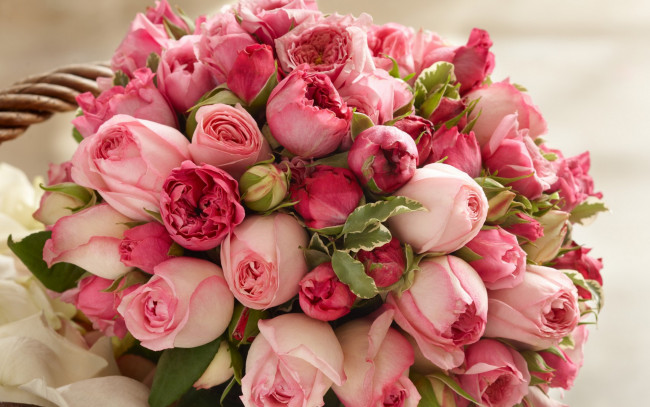 Обои картинки фото цветы, розы, розовый, бутоны