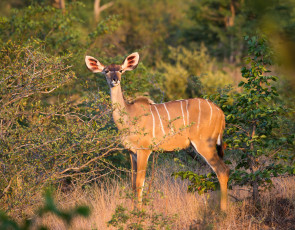 Картинка животные антилопы трава деревья антилопа природа растения