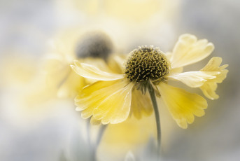 Картинка цветы гайлардии +гелениумы фон цветок желтые