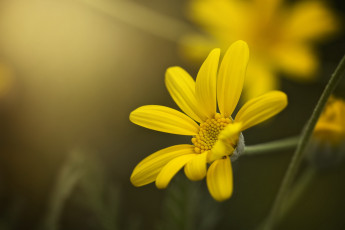 Картинка цветы макро боке лепестки желтый цветок