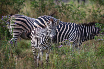 Картинка животные зебры пасутся полосатые цветы трава
