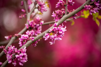 Картинка цветы цветущие+деревья+ +кустарники цветение розовые ветки дерево