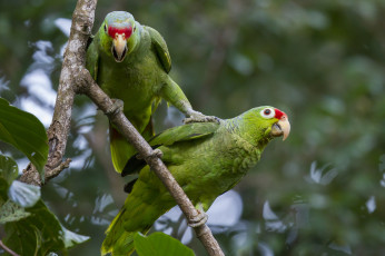 Картинка животные попугаи попугай ветка пара лес птицы