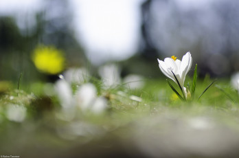 Картинка цветы крокусы весна травка цветок крокус белый цветение