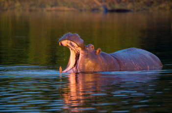 Картинка животные бегемоты бегемот вода пасть закат озеро