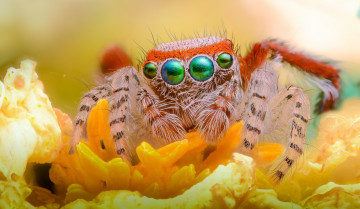 Картинка животные пауки взгляд глаза лапки джампер паук цветок