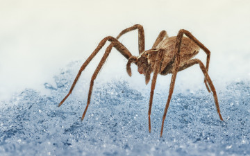Картинка животные пауки паук макро природа