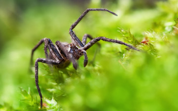 Картинка животные пауки паук природа макро зелень мох