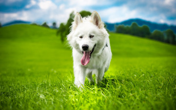 Картинка животные собаки язык трава лето взгляд