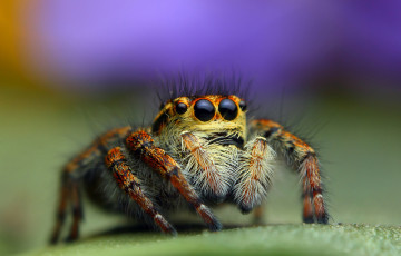 Картинка животные пауки макро паук джампер фон