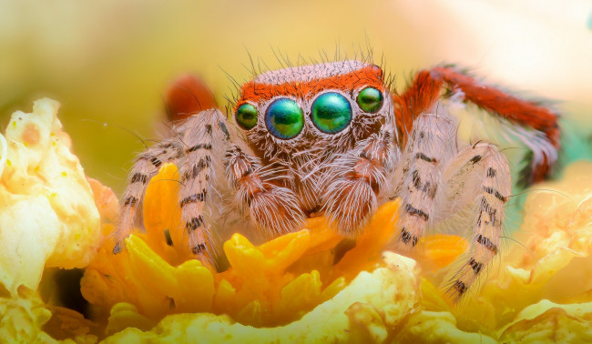 Обои картинки фото животные, пауки, взгляд, глаза, лапки, джампер, паук, цветок