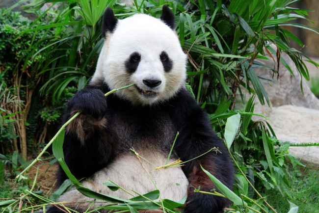 Обои картинки фото животные, панды, бамбук, панда