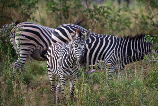Обои картинки фото животные, зебры, пасутся, полосатые, цветы, трава