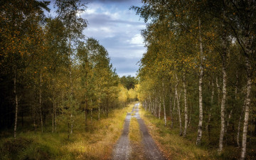 Картинка природа дороги дорога лес осень