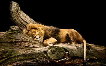 Картинка животные львы природа зверь лев