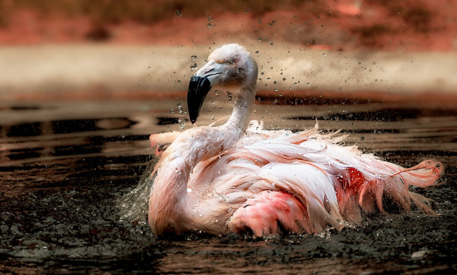 Обои картинки фото животные, фламинго, вода, птица