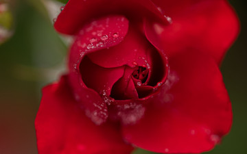 Картинка цветы розы алая роза бутон макро капли