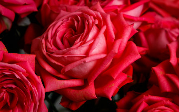 Картинка цветы розы алые макро