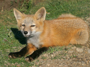 Картинка foxes of san juan island 09 животные лисы